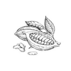 beurre de cacao ingredient scentseas antirides, régénère la production de collagène, cicatrisant, réparateur, assouplissant, anti-inflammatoire pour peaux et cheveux sensibles et abîmés, protectrice du soleil