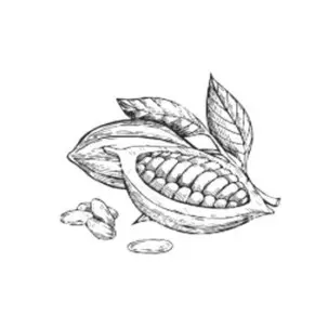 beurre de cacao ingredient scentseas antirides, régénère la production de collagène, cicatrisant, réparateur, assouplissant, anti-inflammatoire pour peaux et cheveux sensibles et abîmés, protectrice du soleil