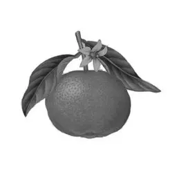 he clementine de corse scentseas anti infectieuse, sédative, apaisante, anti nauséeuse, circulatoire veineux, régénère, tonifie, assainit, ré équilibrante, peaux mixtes, non photosensibilsente, anti bactérienne, acné