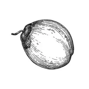 huile de coco scentseas anti-âge, nourrissante, réparatrice, contour des yeux, lissante, très pénétrante, hydratante, assouplissante merveille pour peau et cheveux, anti-inflammatoire, vergétures