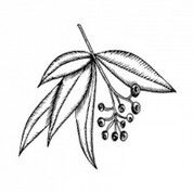 huile essentielle eucalyptus scentseas anti-inflammatoire, antispasmodique, décongestionnante, déodorante, antiseptique, antibactérienne, anti oxydante, immunostimulante, rafraîchissante, positivante