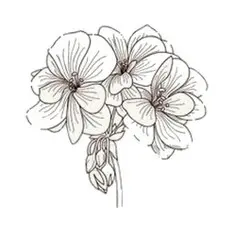 huile essentielle de geranium madagascar scentseas cicatrisante, anti-bactérienne, acné, astringente, anti fongique, tonique