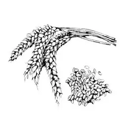huile son de germe de blé scentseas antiride, adoucissante, régénérante, protectrice, réparatrice, raffermissante; protectrice sur rougeurs, vergétures, inflammations, dermatoses crevasses sur peaux et cheveux fragiles, secs