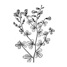 indigo de provence scentseas rare, précieuse, traite les affections cutanées dues au psoriasis, contient de l’indirubine (diminue le renouvellement des cellules cutanées qui forme les plaques de psoriasis), la couleur indigo, de la tryptanthrine (anti-inflammatoire); donne éclat, répare, lisse, atténue les lésions.