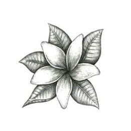huile essentielle jasmin scentseas TRES PRECIEUSE Cicatrisante Antiride Régénère Anti-acné Positivante Apaisante Antibactérienne Désinfectante Equilibre les peaux sèches Anti inflammatoire