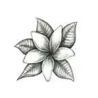 fleur de jasmin cosmetique scentseas traite et réduit les tâches de vieillesse, uniformise le teint des peaux sèches, rougeurs, assouplit, n’obstrue pas les pores, acné, raffermit, hydrate, cicatrise, assouplit, apaise, tonifie