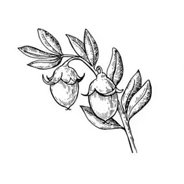 huile de jojoba scentseas antirides exceptionnel, très pénétrante peaux fragiles et irritées, lissante, contour des yeux, raffermissante, régénérante, très hydratante, cicatrisante, apaisante sur les dermatoses, reéquilibrante, excellent soin aprèsrasage, démaquillant; redonne brillance, vitalité aux cheveux
