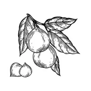 huile macadamia scentseas très pénétrante, assouplissante, nourrissante, réhydratante, stimule