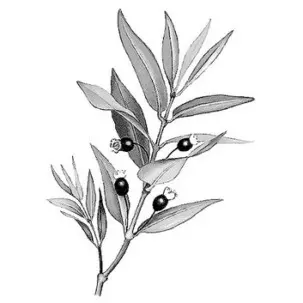 huile essentielle myrte vert corse scentseas acné, cheveux gras, peau dévitalisée, peau irritée, peau grasse, jambes lourdes, oedème, troubles circulatoires, varices, douleurs musculaires, douleurs articulaires, rhumatisme, arthrose, attention une huile essentielle ne doit jamais être utilisée pure et les dosages très précis