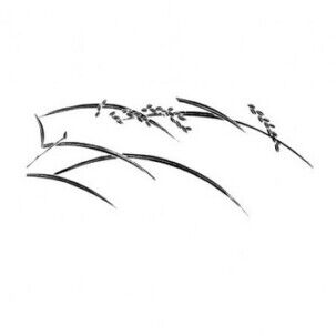 huile de son de riz scentseas antirides, très antioxydante, anti radicalaire, texture sèche, drainante, décongestionne poches et cernes, active la microcirculation, antitâches, matifiante, uniformise le teint