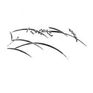 huile de son de riz scentseas antirides, très antioxydante, anti radicalaire, texture sèche, drainante, décongestionne poches et cernes, active la microcirculation, antitâches, matifiante, uniformise le teint