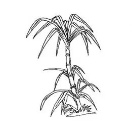 sucre de canne gommage scentseas hydratants / émollients / humectants, adoucissant, le sucre et ses dérivés servent de base pour obtenir des émulsifiants ou des tensioactifs très utiles pour la cosmétique naturelle et bio; les grains de sucre sont utilisés comme exfoliants fondants dans les gommages; combat l'acné, les imperfections, le vieillissement