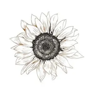 huile de tournesol scentseas puissante action antioxydante, renforce la stabilité des formules et sert même de conservateur, adoucissante, assouplissante peau et cheveux, nourrissante, très pénétrante